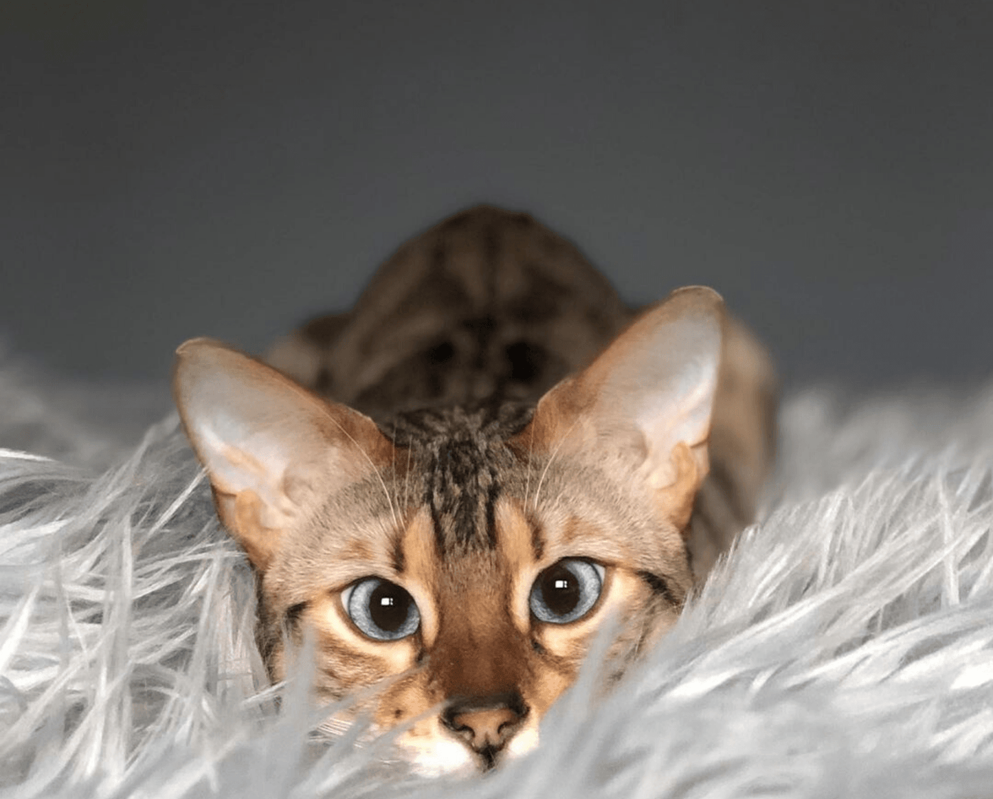 SnuggleShield™ – Luxe & Waterdichte Katten Deken