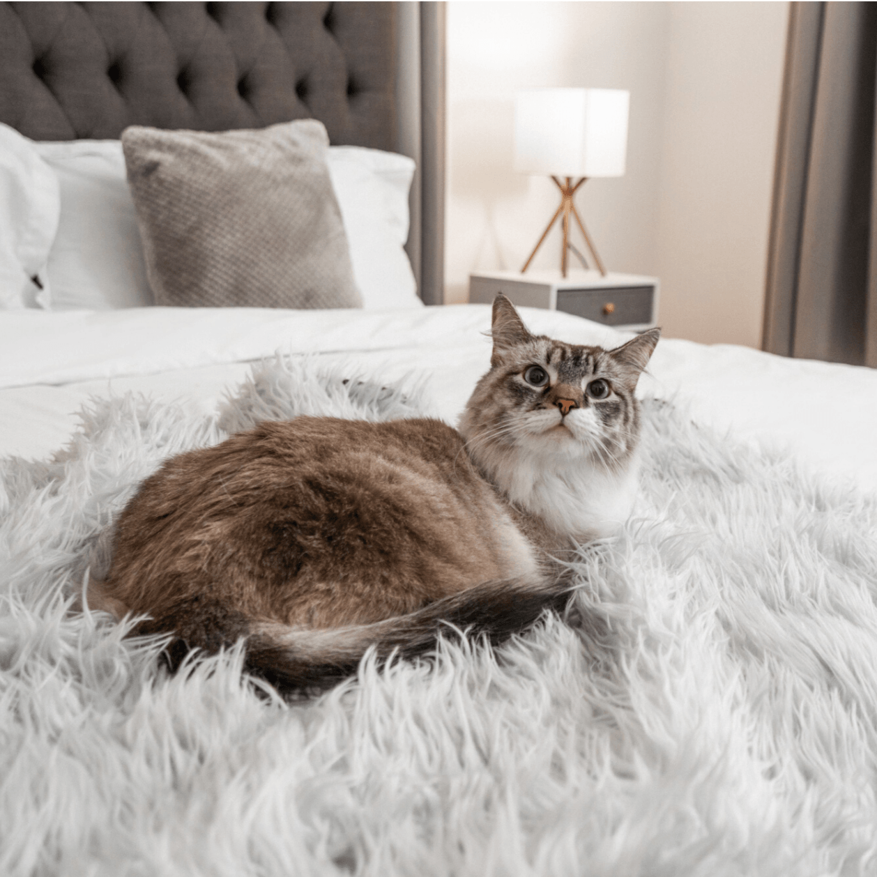 SnuggleShield™ – Luxe & Waterdichte Katten Deken