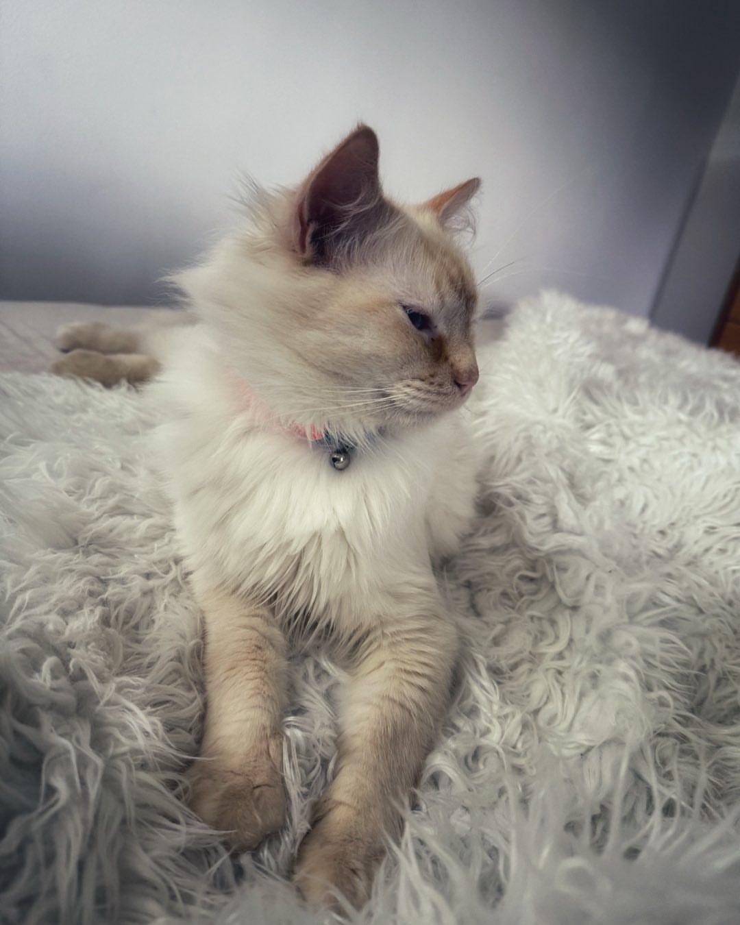 SnuggleShield™ – Luxe & Waterdichte Katten Deken