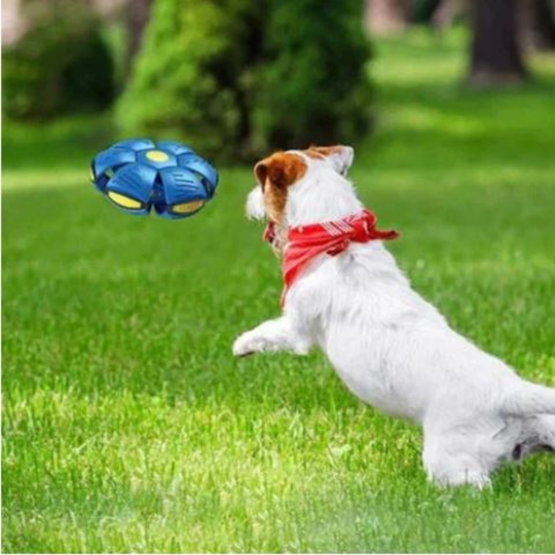 FlexiFly™ – Frisbee én Bal in één!