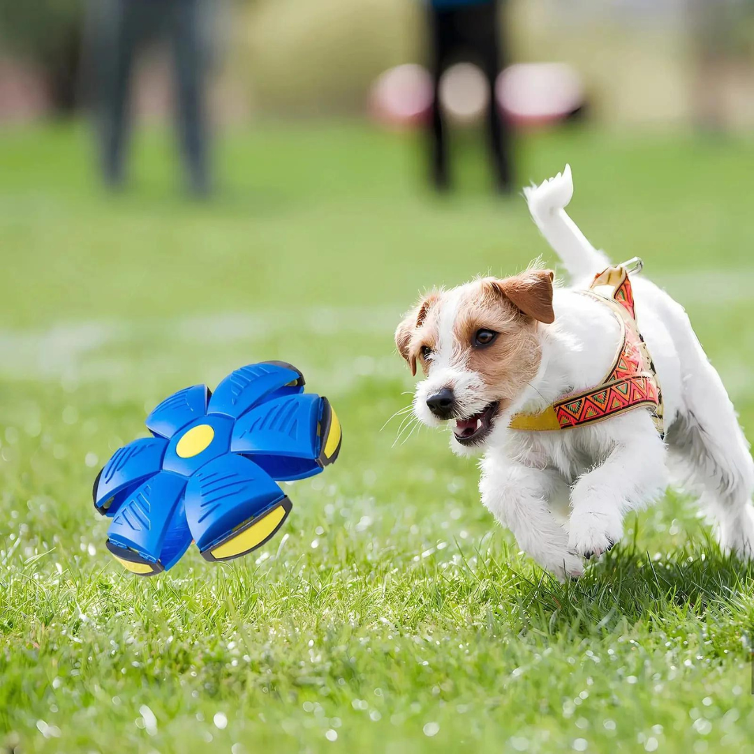 FlexiFly™ – Frisbee én Bal in één!